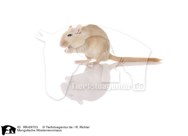 Mongolische Wstenrennmaus / mongolian gerbil / RR-69703