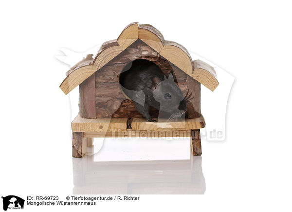 Mongolische Wstenrennmaus / mongolian gerbil / RR-69723