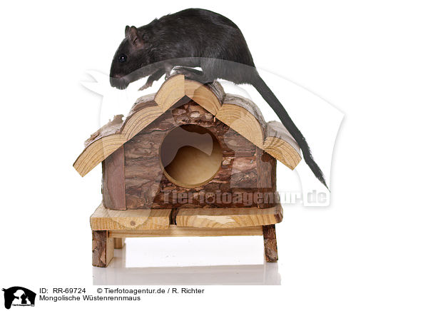 Mongolische W�stenrennmaus / RR-69724