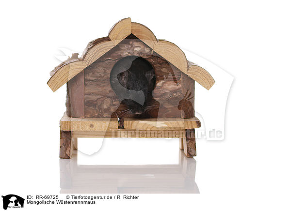Mongolische W�stenrennmaus / RR-69725
