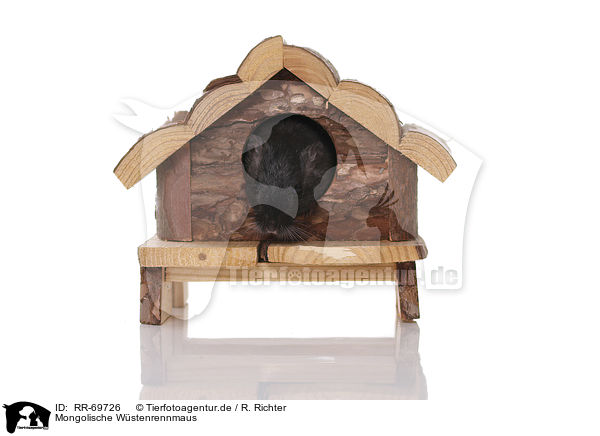 Mongolische W�stenrennmaus / RR-69726