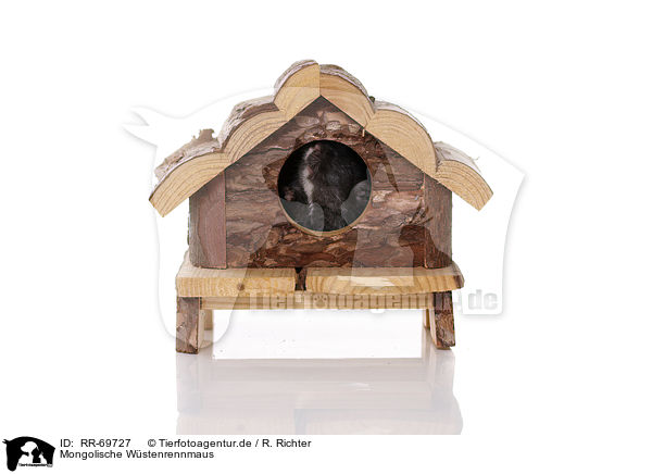 Mongolische W�stenrennmaus / RR-69727
