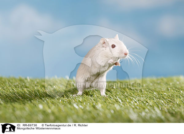 Mongolische Wstenrennmaus / RR-69736