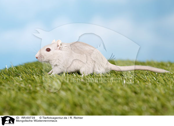 Mongolische Wstenrennmaus / RR-69739