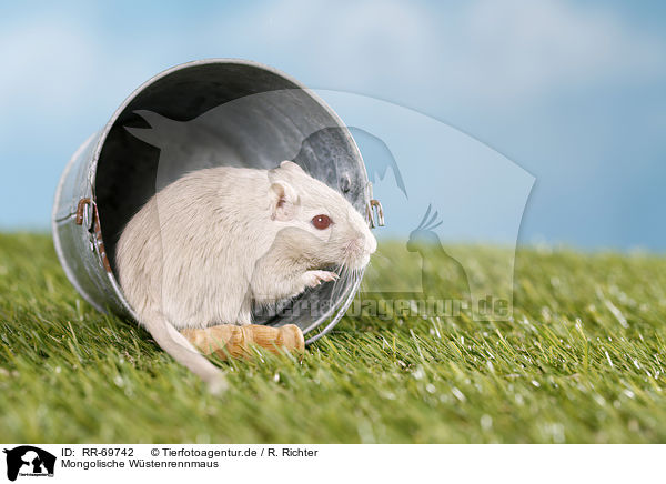 Mongolische Wstenrennmaus / RR-69742