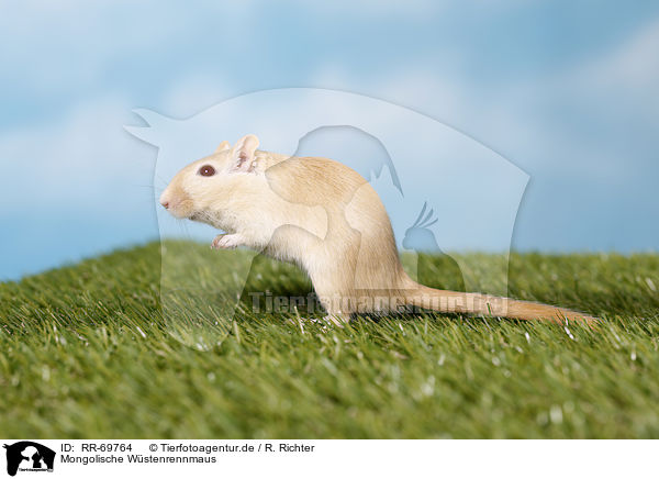 Mongolische Wstenrennmaus / mongolian gerbil / RR-69764