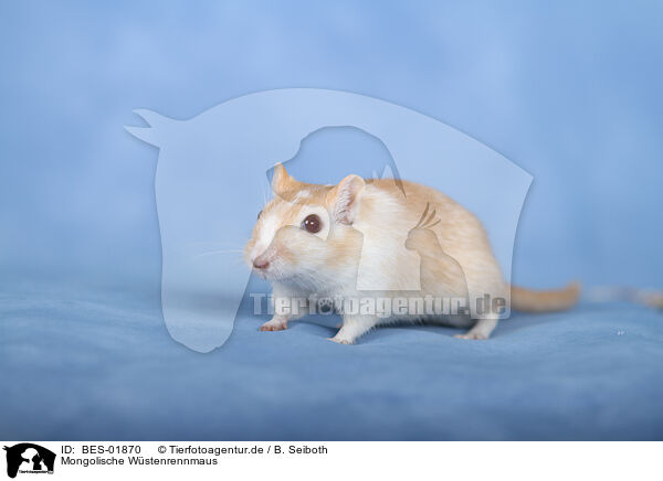 Mongolische Wstenrennmaus / Mongolian Gerbil / BES-01870