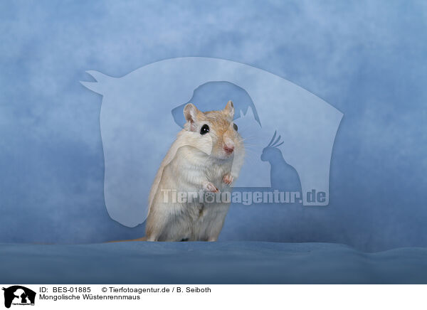 Mongolische W�stenrennmaus / BES-01885