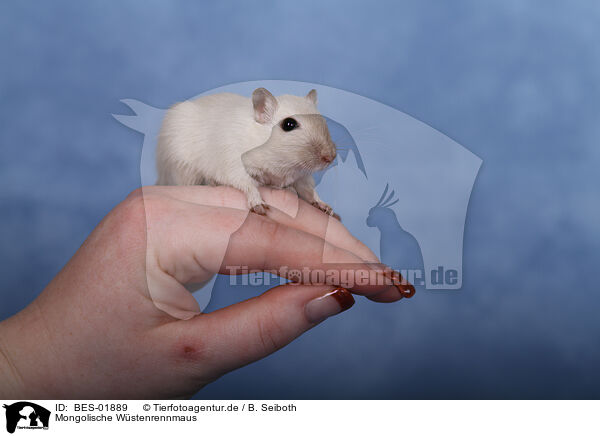 Mongolische Wstenrennmaus / Mongolian Gerbil / BES-01889