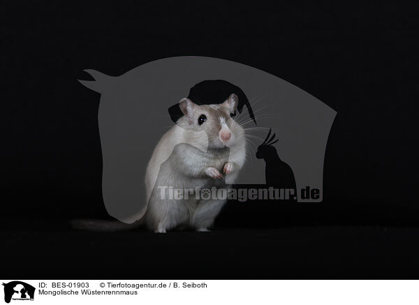 Mongolische Wstenrennmaus / Mongolian Gerbil / BES-01903