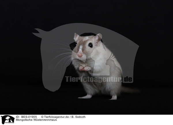 Mongolische Wstenrennmaus / Mongolian Gerbil / BES-01905