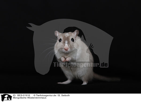 Mongolische Wstenrennmaus / Mongolian Gerbil / BES-01916