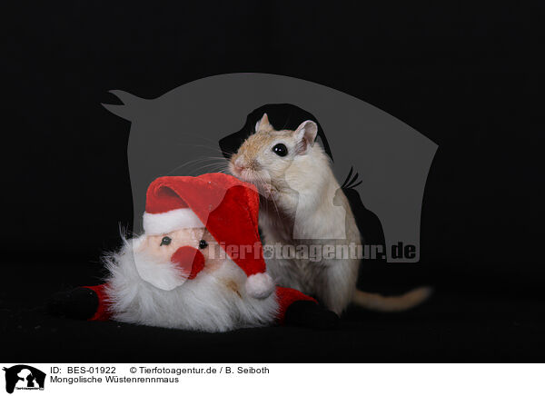 Mongolische Wstenrennmaus / Mongolian Gerbil / BES-01922