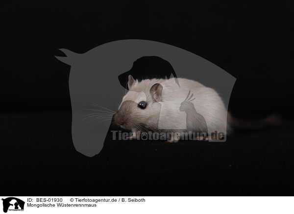 Mongolische Wstenrennmaus / Mongolian Gerbil / BES-01930