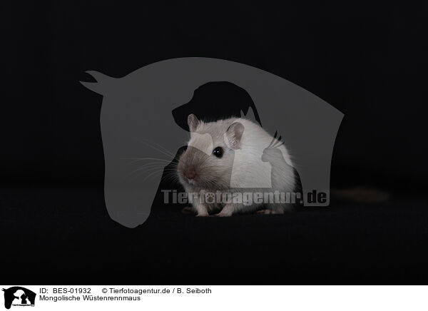 Mongolische Wstenrennmaus / Mongolian Gerbil / BES-01932