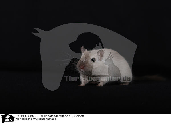 Mongolische Wstenrennmaus / Mongolian Gerbil / BES-01933