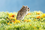 Mongolische Wstenrennmaus