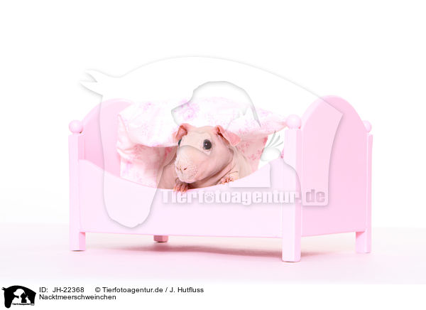 Nacktmeerschweinchen / skinny pig / JH-22368