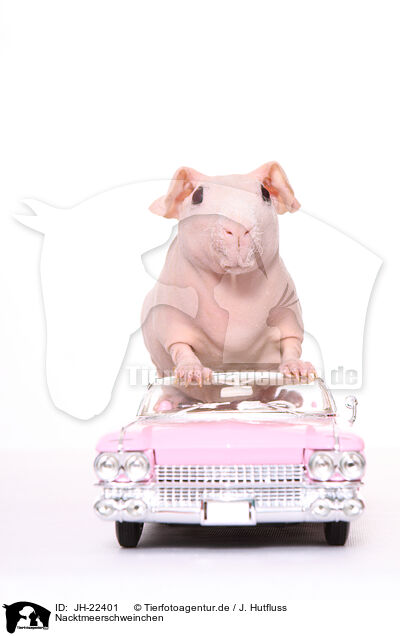 Nacktmeerschweinchen / skinny pig / JH-22401