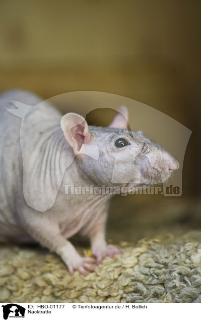 Nacktratte / Sphynx rat / HBO-01177