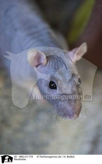 Nacktratte / Sphynx rat / HBO-01178