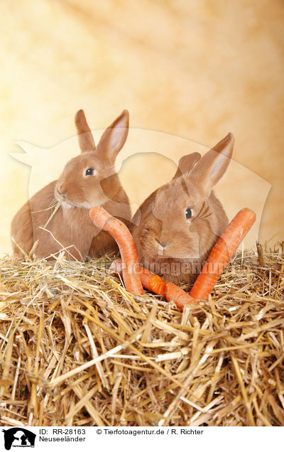 Neuseelnder / rabbit / RR-28163