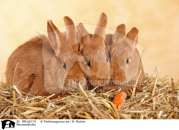 Neuseel�nder / rabbit / RR-28170
