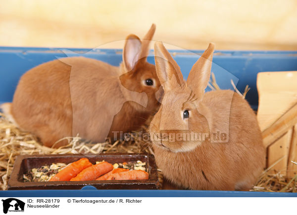 Neuseelnder / rabbit / RR-28179