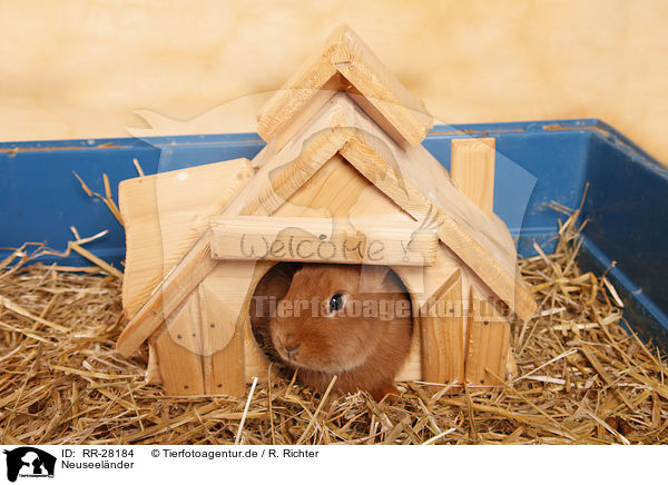 Neuseelnder / rabbit / RR-28184
