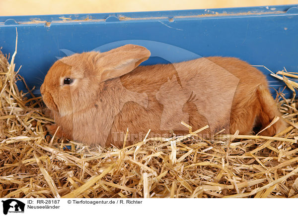 Neuseelnder / rabbit / RR-28187