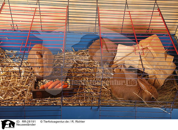 Neuseelnder / rabbit / RR-28191