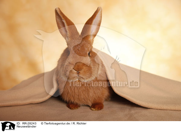 Neuseelnder / rabbit / RR-28243