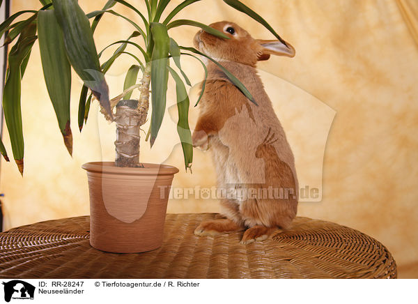 Neuseelnder / rabbit / RR-28247