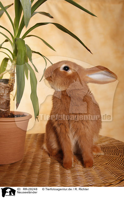 Neuseelnder / rabbit / RR-28248
