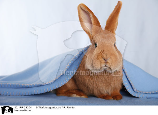 Neuseelnder / rabbit / RR-28254