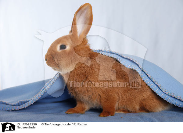 Neuseelnder / rabbit / RR-28256