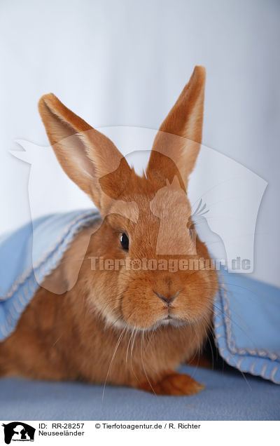 Neuseelnder / rabbit / RR-28257