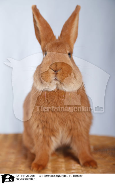 Neuseelnder / rabbit / RR-28268