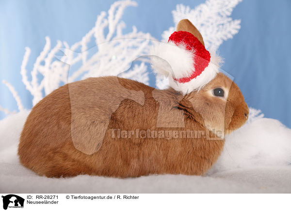 Neuseelnder / rabbit / RR-28271