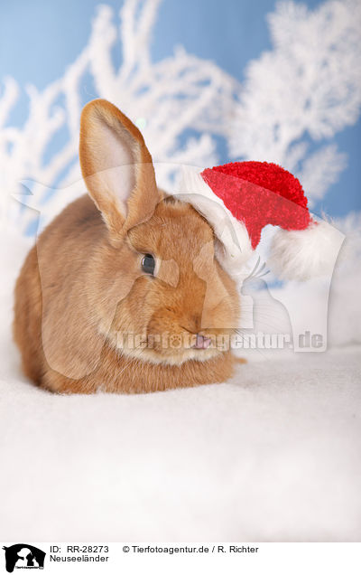 Neuseelnder / rabbit / RR-28273