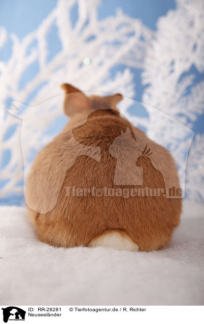 Neuseelnder / rabbit / RR-28281