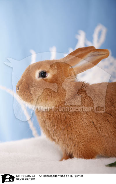 Neuseelnder / rabbit / RR-28282