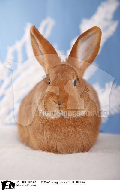 Neuseelnder / rabbit / RR-28285