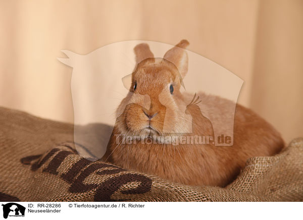 Neuseelnder / rabbit / RR-28286