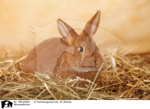 Neuseelnder / rabbit / RR-28291