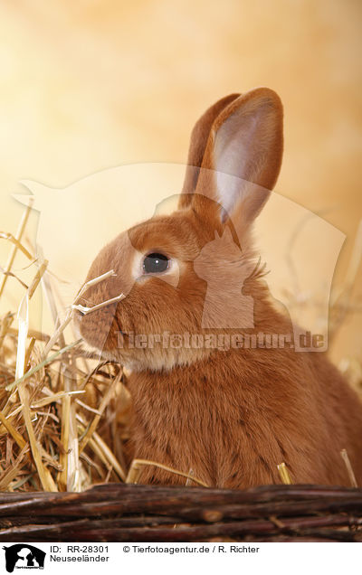 Neuseelnder / rabbit / RR-28301