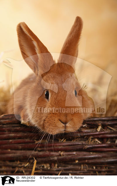 Neuseelnder / rabbit / RR-28302