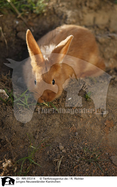 junges Neuseelnder Kaninchen / young New Zealander rabbit / RR-35314