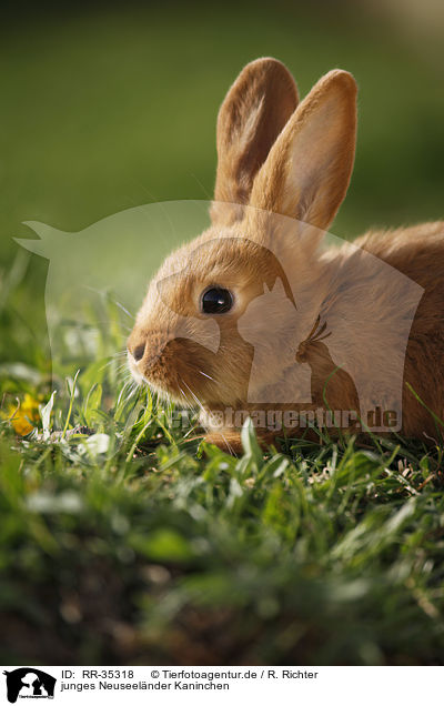 junges Neuseelnder Kaninchen / RR-35318