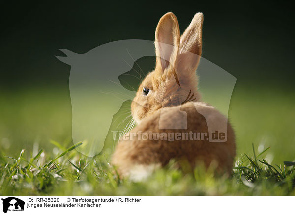 junges Neuseelnder Kaninchen / young New Zealander rabbit / RR-35320